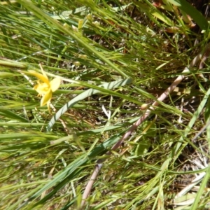 Hypoxis hygrometrica var. villosisepala at Cook, ACT - 2 Nov 2016