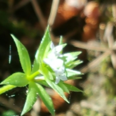 Sherardia arvensis (Field Madder) at Isaacs, ACT - 15 Oct 2016 by Mike