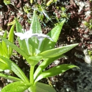 Sherardia arvensis at Isaacs, ACT - 15 Oct 2016