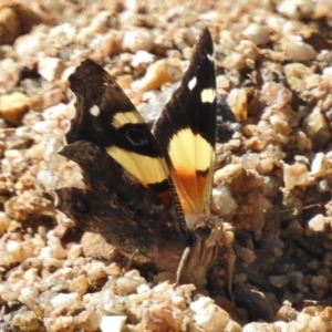 Vanessa itea at Paddys River, ACT - 2 Nov 2016 03:48 PM