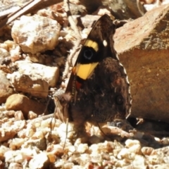 Vanessa itea at Paddys River, ACT - 2 Nov 2016 03:48 PM