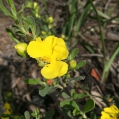 Hibbertia obtusifolia (Grey Guinea-flower) at Bruce, ACT - 30 Oct 2016 by ibaird