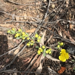 Hibbertia obtusifolia at Bruce, ACT - 30 Oct 2016
