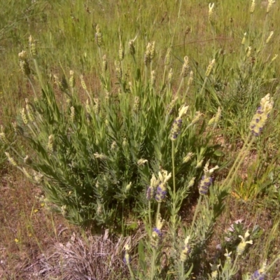 Lavandula stoechas (Spanish Lavender or Topped Lavender) at Isaacs Ridge and Nearby - 31 Oct 2016 by Mike