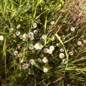 Erigeron karvinskianus at Isaacs, ACT - 31 Oct 2016 04:10 PM