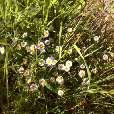 Erigeron karvinskianus (Seaside Daisy) at Isaacs Ridge and Nearby - 31 Oct 2016 by Mike