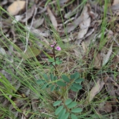 Indigofera australis subsp. australis (Australian Indigo) at Gossan Hill - 30 Oct 2016 by ibaird