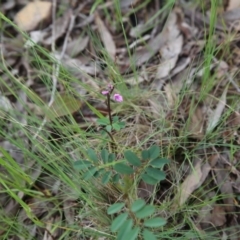 Indigofera australis subsp. australis (Australian Indigo) at Bruce, ACT - 30 Oct 2016 by ibaird