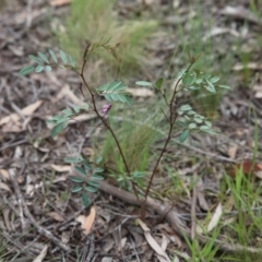 Indigofera australis subsp. australis at Bruce, ACT - 30 Oct 2016