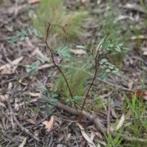 Indigofera australis subsp. australis at Bruce, ACT - 30 Oct 2016