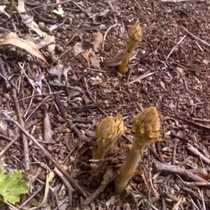 Orobanche minor at Jerrabomberra, ACT - 26 Oct 2016