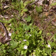 Veronica sp. at Isaacs Ridge and Nearby - 31 Oct 2016 by Mike