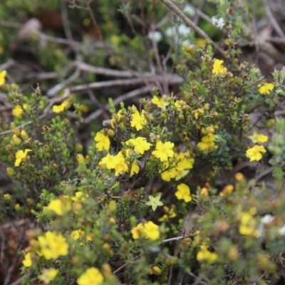 Hibbertia calycina (Lesser Guinea-flower) at Gossan Hill - 29 Oct 2016 by ibaird