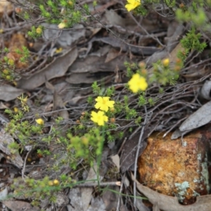 Hibbertia calycina at Bruce, ACT - 30 Oct 2016