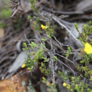 Hibbertia calycina at Bruce, ACT - 30 Oct 2016