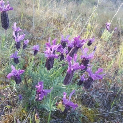 Lavandula stoechas (Spanish Lavender or Topped Lavender) at Isaacs Ridge and Nearby - 31 Oct 2016 by Mike