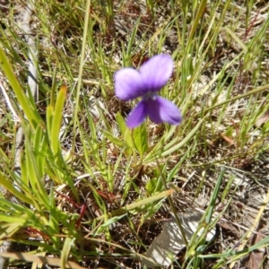 Viola betonicifolia at Belconnen, ACT - 2 Nov 2016