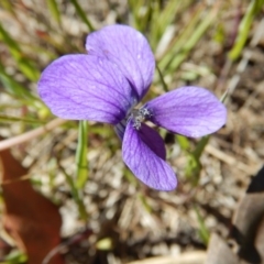 Viola betonicifolia at Belconnen, ACT - 2 Nov 2016