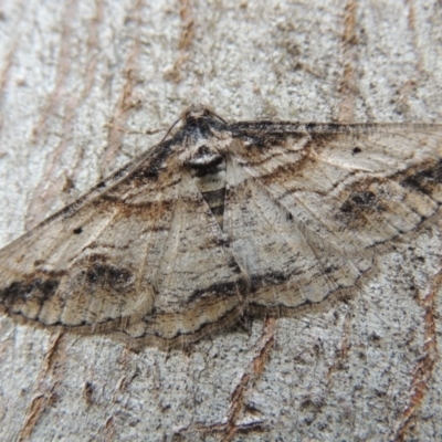 Syneora euboliaria (Boarmiini, Geometer moth) at Pollinator-friendly garden Conder - 9 Oct 2014 by michaelb