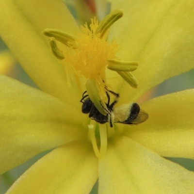 Lasioglossum (Homalictus) sp. (genus & subgenus) (Furrow Bee) at Conder, ACT - 30 Oct 2016 by michaelb