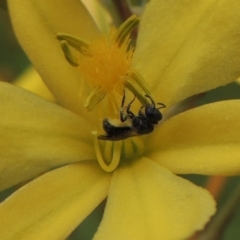 Lasioglossum (Homalictus) sp. (genus & subgenus) at Conder, ACT - 30 Oct 2016 12:09 PM