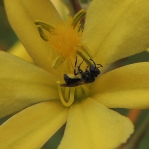 Lasioglossum (Homalictus) sp. (genus & subgenus) at Conder, ACT - 30 Oct 2016 12:09 PM