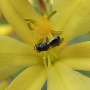 Lasioglossum (Homalictus) sp. (genus & subgenus) at Conder, ACT - 30 Oct 2016 12:09 PM