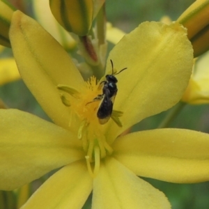 Lasioglossum (Homalictus) sp. (genus & subgenus) at Conder, ACT - 30 Oct 2016 12:09 PM