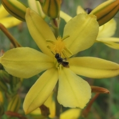 Lasioglossum (Homalictus) sp. (genus & subgenus) at Conder, ACT - 30 Oct 2016 12:09 PM