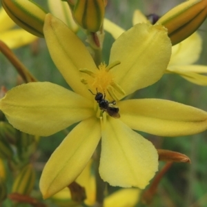 Lasioglossum (Homalictus) sp. (genus & subgenus) at Conder, ACT - 30 Oct 2016 12:09 PM