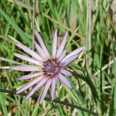 Tragopogon porrifolius subsp. porrifolius (Salsify, Oyster Plant) at Isaacs Ridge Offset Area - 2 Nov 2016 by Mike