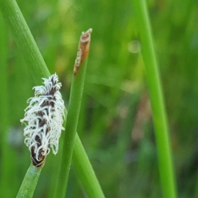 Eleocharis acuta (Common Spike-rush) at Jerrabomberra, ACT - 3 Nov 2016 by Mike