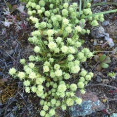 Scleranthus diander at Googong, NSW - 3 Nov 2016