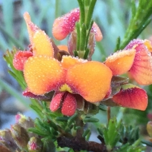 Dillwynia sericea at Googong, NSW - 3 Nov 2016