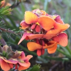 Dillwynia sericea at Googong, NSW - 3 Nov 2016