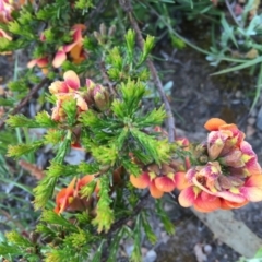 Dillwynia sericea at Googong, NSW - 3 Nov 2016