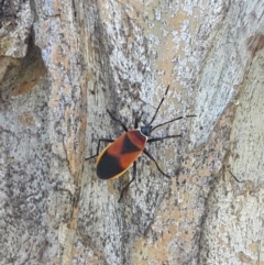 Dindymus versicolor (Harlequin Bug) at Queanbeyan West, NSW - 3 Nov 2016 by Speedsta