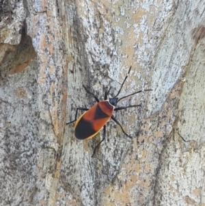 Dindymus versicolor at Queanbeyan West, NSW - 3 Nov 2016 11:08 AM