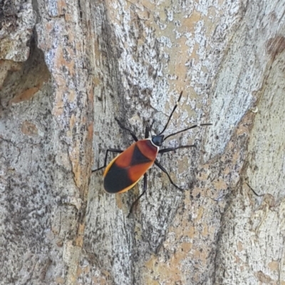 Dindymus versicolor (Harlequin Bug) at QPRC LGA - 3 Nov 2016 by Speedsta
