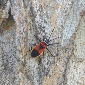 Dindymus versicolor at Queanbeyan West, NSW - 3 Nov 2016