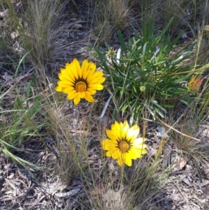 Gazania rigens at Queanbeyan West, NSW - 3 Nov 2016