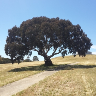 Eucalyptus blakelyi (Blakely's Red Gum) at Queanbeyan West, NSW - 3 Nov 2016 by Speedsta