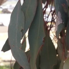 Eucalyptus blakelyi at Queanbeyan West, NSW - 3 Nov 2016