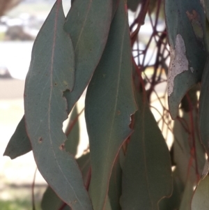 Eucalyptus blakelyi at Queanbeyan West, NSW - 3 Nov 2016