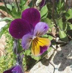 Viola arvensis (Heartsease, Field Pansy) at QPRC LGA - 3 Nov 2016 by Speedsta