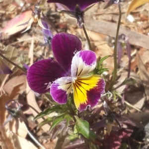 Viola arvensis at Queanbeyan West, NSW - 3 Nov 2016