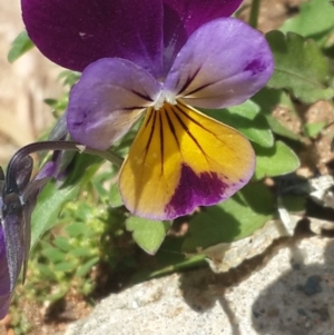 Viola arvensis at Queanbeyan West, NSW - 3 Nov 2016