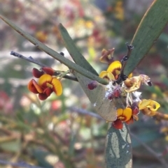 Daviesia mimosoides (Bitter Pea) at Queanbeyan West, NSW - 3 Nov 2016 by Speedsta