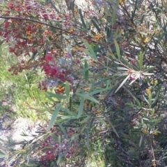 Daviesia mimosoides at Queanbeyan West, NSW - 3 Nov 2016