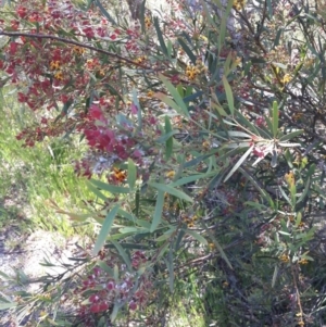 Daviesia mimosoides at Queanbeyan West, NSW - 3 Nov 2016 11:54 AM